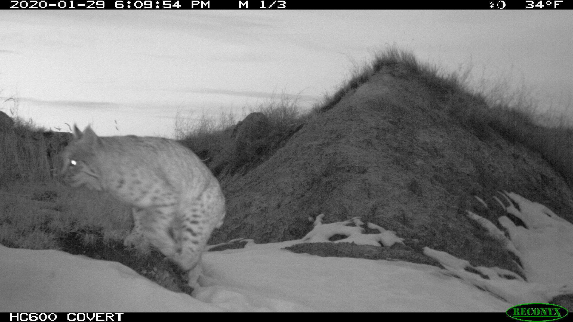 An infrared trail-camera frame records a bobcat moving across Badlands terrain at night.