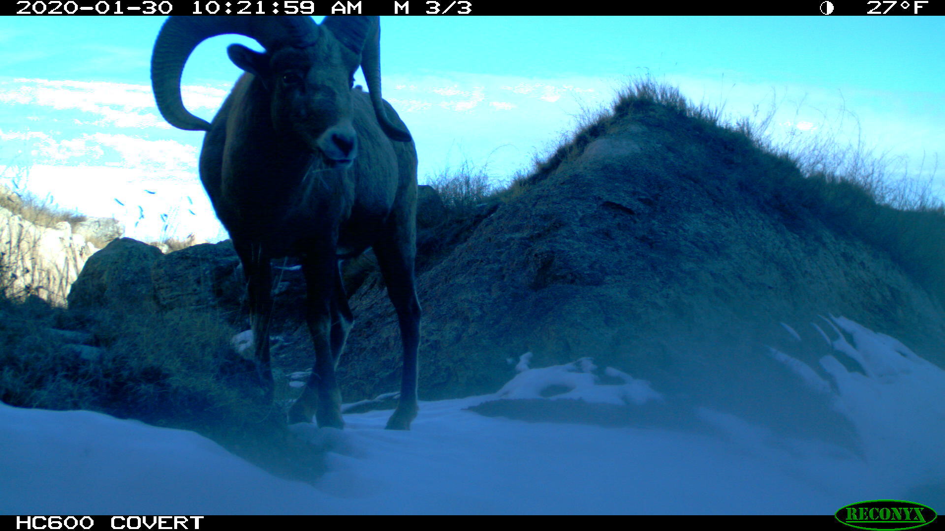 A bighorn sheep stands close to a trail camera in the Badlands.