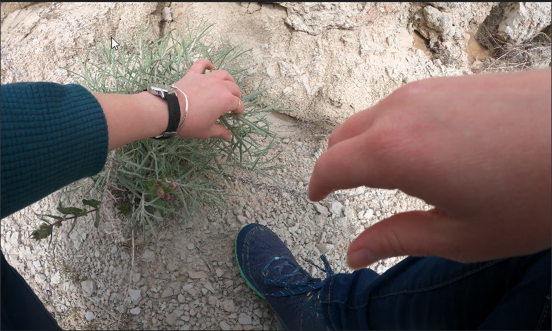 A first-person view of a walker reaching toward a plant growing from pale Badlands ground.