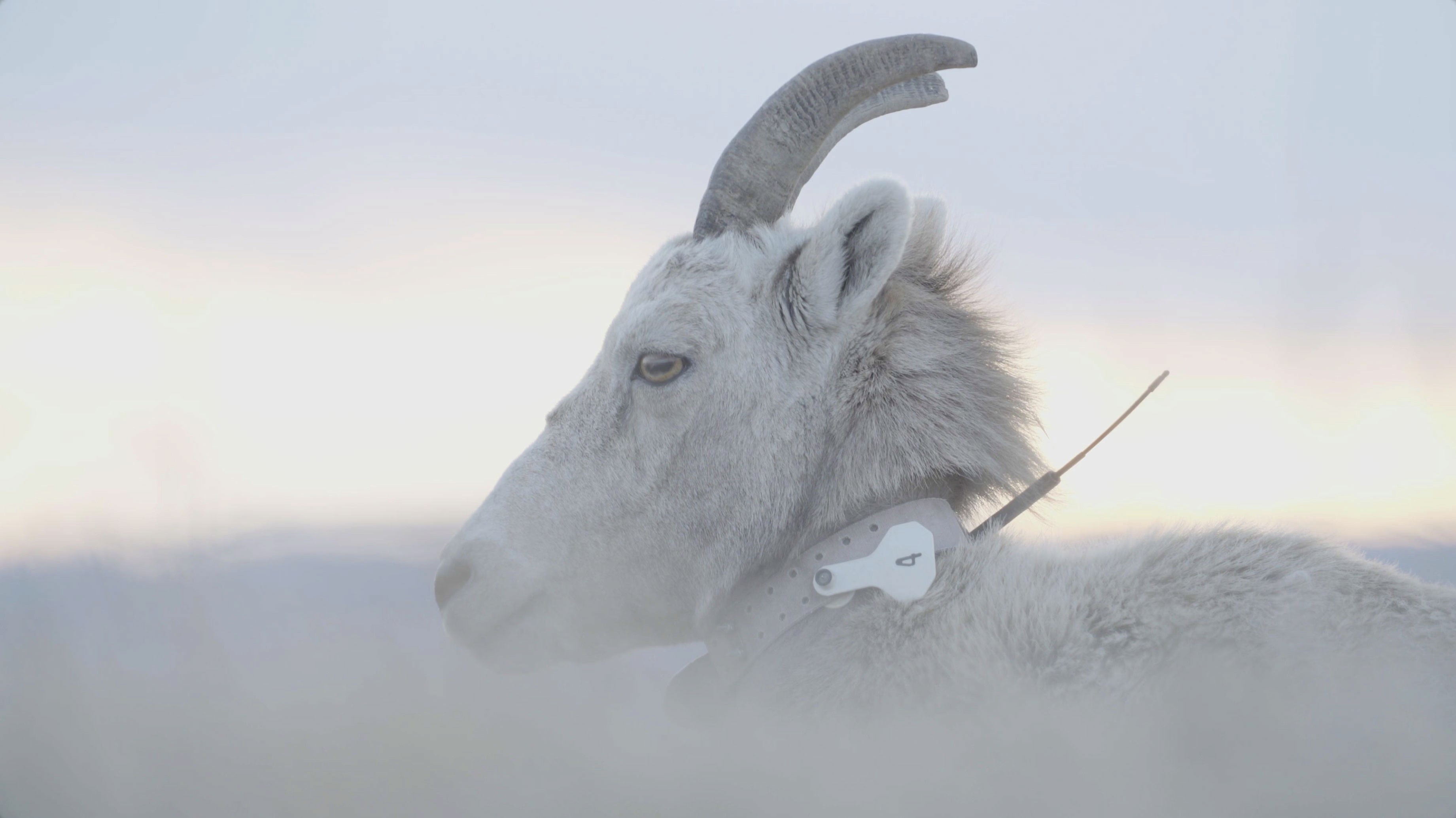 A big horned sheep ram with a tracking device.