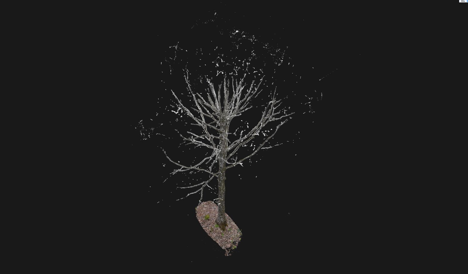 An isolated photogrammetry model of a mature tree and a small patch of ground floats against black.